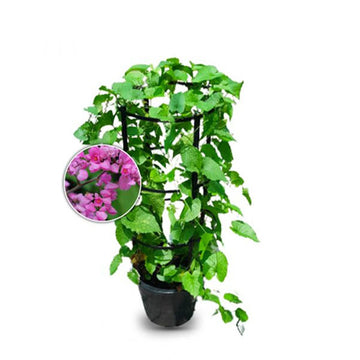 Coral Vine
